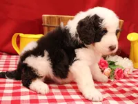 Mark , a male Bernedoodle for sale in Peyton, CO – 6 of 7