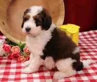 Luke, a male Bernedoodle for sale in Peyton, CO – 4 of 10