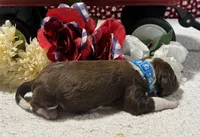 Matthew, a male Bernedoodle for sale in Peyton, CO – 4 of 7