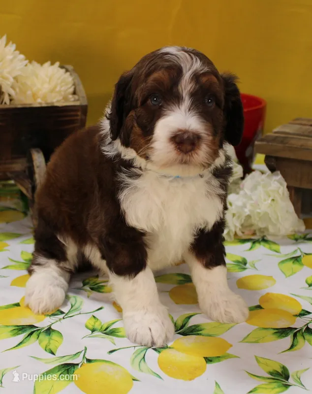 Matthew – Bernedoodle puppy on hold in Peyton, CO