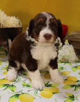 Matthew, a male Bernedoodle for sale in Peyton, CO – 1 of 10