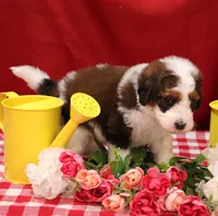 Luke, a male Bernedoodle for sale in Peyton, CO – 5 of 10
