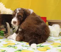 Matthew, a male Bernedoodle for sale in Peyton, CO – 4 of 10