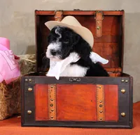 John, a male Bernedoodle for sale in Peyton, CO – 7 of 8