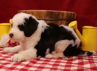 Mark , a male Bernedoodle for sale in Peyton, CO – 4 of 7