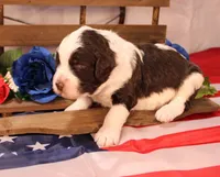 Paul, a male Bernedoodle for sale in Peyton, CO – 3 of 8