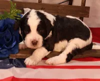 Paul, a male Bernedoodle for sale in Peyton, CO – 7 of 8