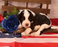 Paul, a male Bernedoodle for sale in Peyton, CO – 2 of 8