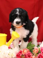 John, a male Bernedoodle for sale in Peyton, CO – 4 of 8