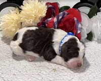 Paul, a male Bernedoodle for sale in Peyton, CO – 3 of 8