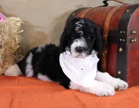 John, a male Bernedoodle for sale in Peyton, CO – 5 of 8