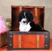 John, a male Bernedoodle for sale in Peyton, CO – 3 of 8