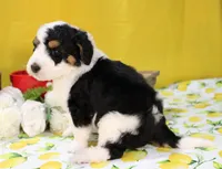 Peter, a male Bernedoodle for sale in Peyton, CO – 2 of 10