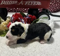Peter, a male Bernedoodle for sale in Peyton, CO – 2 of 9