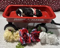 Noah, a male Bernedoodle for sale in Peyton, CO – 7 of 8