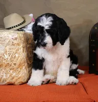Noah, a male Bernedoodle for sale in Peyton, CO – 2 of 10