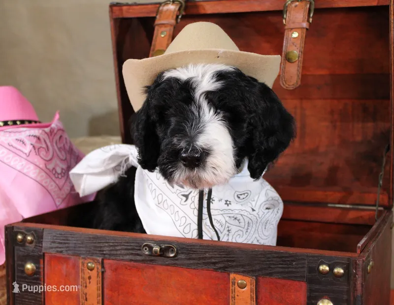 Noah – Bernedoodle puppy for sale in Peyton, CO