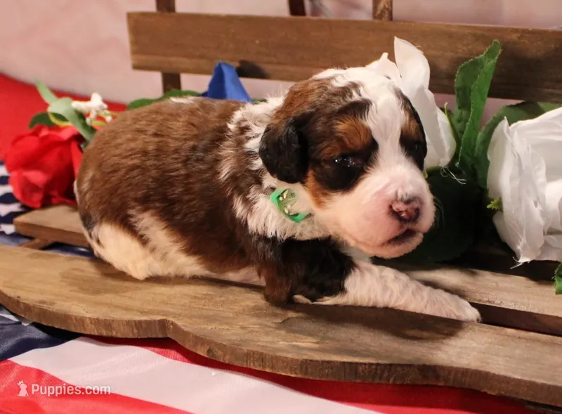 Luke – Bernedoodle puppy for sale in Peyton, CO