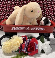 Paul, a male Bernedoodle for sale in Peyton, CO – 6 of 8