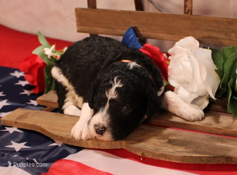 John – Bernedoodle puppy for sale in Peyton, CO