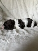 Bella , a female Cocker Spaniel for sale in Austin, TX – 4 of 4