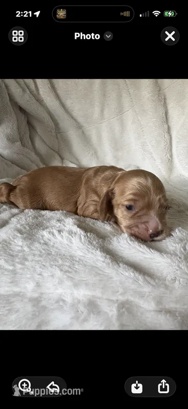 Cooper  – Cocker Spaniel puppy for sale in Austin, TX