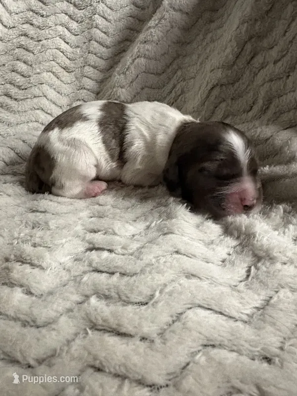 Luna  – Cocker Spaniel puppy for sale in Austin, TX