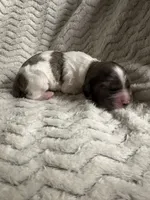 Luna , a female Cocker Spaniel for sale in Austin, TX – 1 of 4