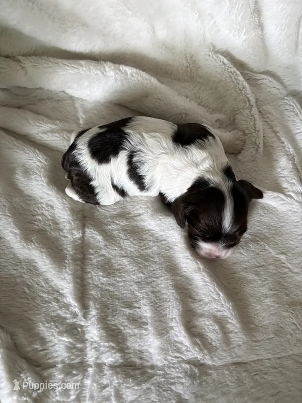 Bella  – Cocker Spaniel puppy for sale in Austin, TX