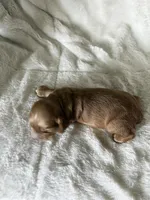 Cooper , a male Cocker Spaniel for sale in Austin, TX – 3 of 4