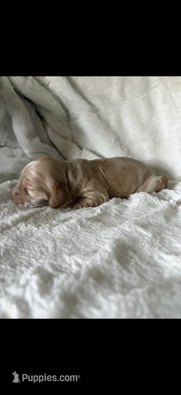 Oliver  – Cocker Spaniel puppy for sale in Austin, TX