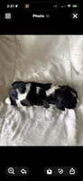 Bella , a female Cocker Spaniel for sale in Austin, TX – 2 of 4