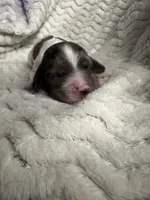 Luna , a female Cocker Spaniel for sale in Austin, TX – 2 of 4