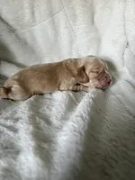 Oliver , a male Cocker Spaniel for sale in Austin, TX – 3 of 5