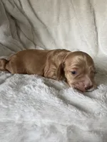 Cooper , a male Cocker Spaniel for sale in Austin, TX – 2 of 4