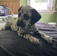 Bars, a male Dalmatian for sale in Aurora, IL – 7 of 7