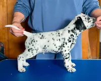 Bars, a male Dalmatian for sale in Aurora, IL – 3 of 7