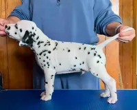 Beam, a male Dalmatian for sale in Aurora, IL – 4 of 7