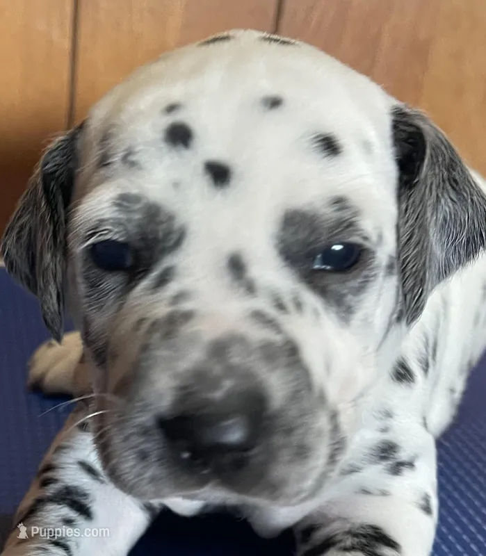 Bars – Dalmatian puppy for sale in Aurora, IL