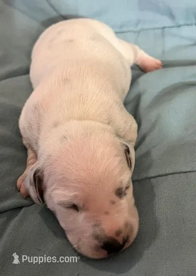 Bars – Dalmatian puppy for sale in Aurora, IL