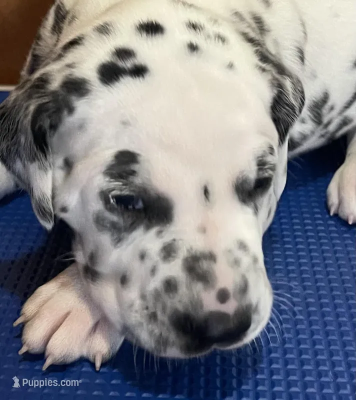 Bel – Dalmatian puppy for sale in Aurora, IL