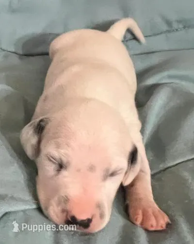 Bel – Dalmatian puppy for sale in Aurora, IL