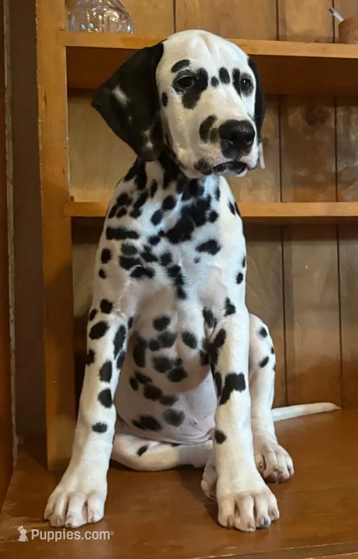 Beam – Dalmatian puppy for sale in Aurora, IL