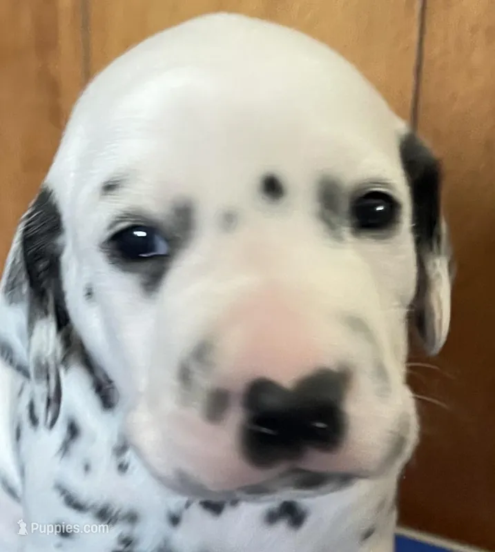 Bea – Dalmatian puppy for sale in Aurora, IL