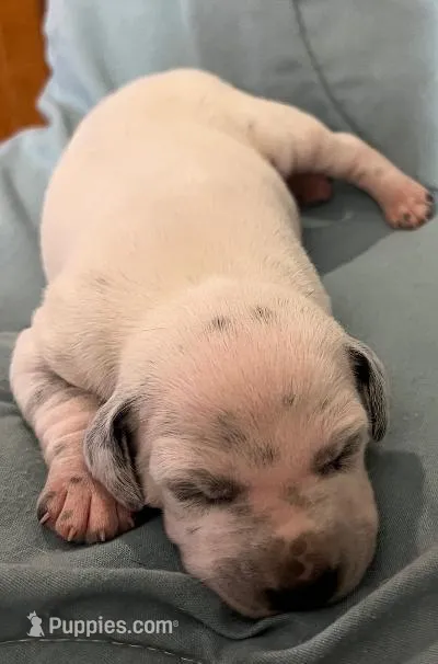 Bea – Dalmatian puppy for sale in Aurora, IL