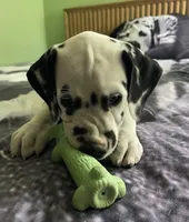 Beam, a male Dalmatian for sale in Aurora, IL – 6 of 7