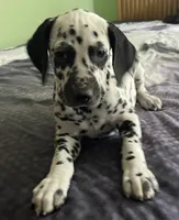 Bars, a male Dalmatian for sale in Aurora, IL – 1 of 7