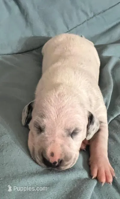 Buddy – Dalmatian puppy for sale in Aurora, IL