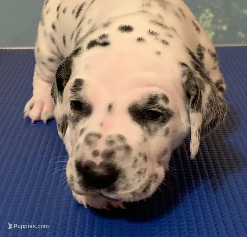 Buddy – Dalmatian puppy for sale in Aurora, IL