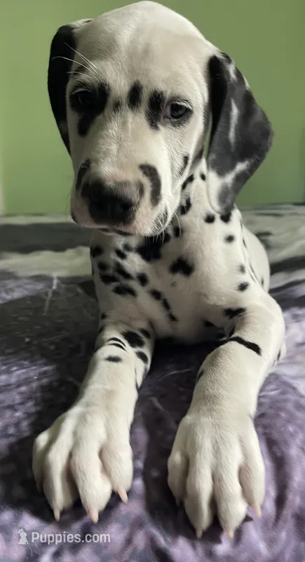Beam – Dalmatian puppy for sale in Aurora, IL